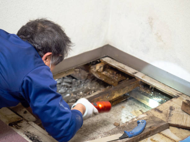 Best Local Mold Removal Service  in Pittsboro, IN