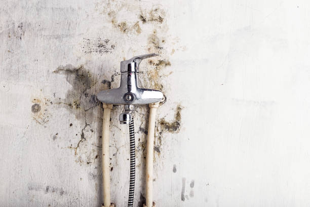 Best Commercial Mold Removal  in Pittsboro, IN