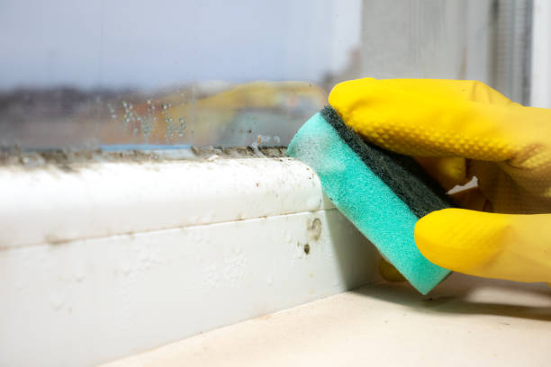 Home Mold Removal in Pittsboro, IN