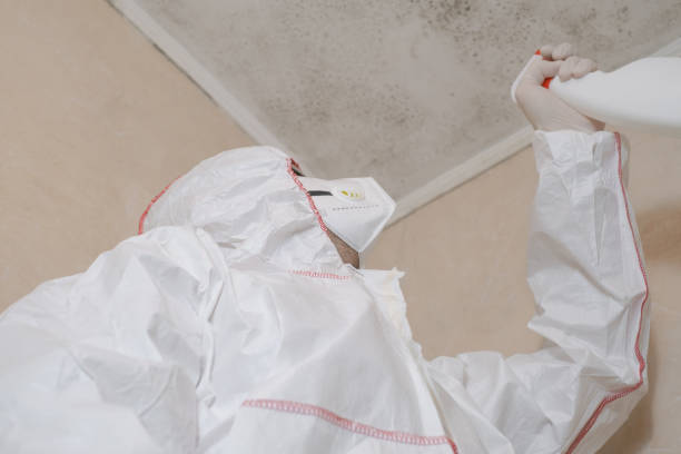 Best Fast Mold Removal  in Pittsboro, IN